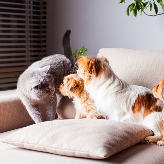 Introducing A Cat Into Your Home: With And Without Other Animals