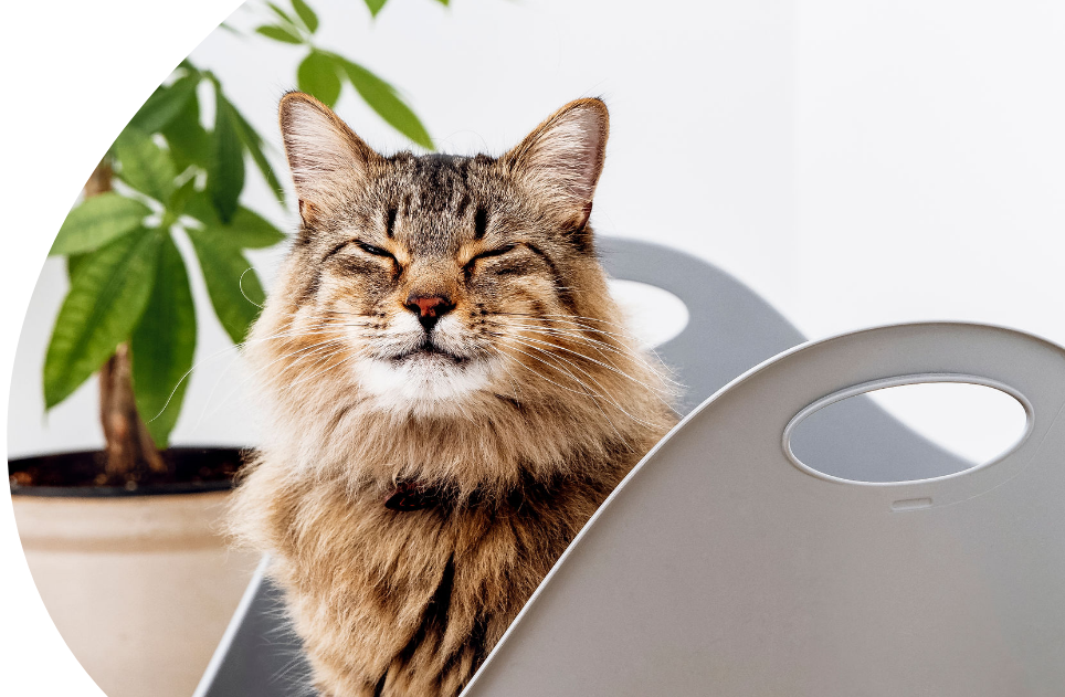 Test chat : la poubelle à litière Litter Locker - Absolument Chats